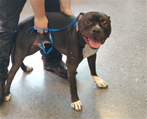 BRUNO, an adoptable Pit Bull Terrier in Casper, WY