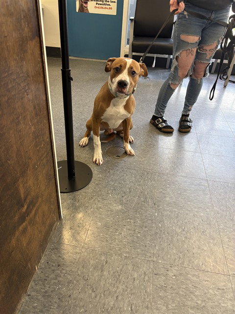 COSMO, an adoptable Pit Bull Terrier in Casper, WY
