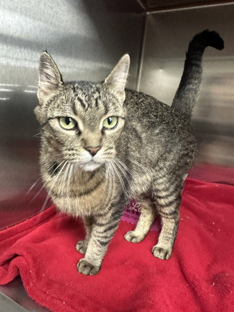 BOO, an adoptable Domestic Short Hair in Casper, WY