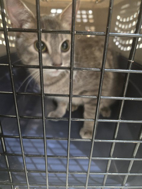 MOCHI, an adoptable Domestic Short Hair in Casper, WY