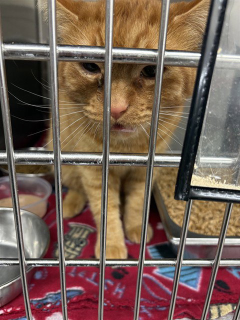 BUZZ, an adoptable Domestic Short Hair in Casper, WY