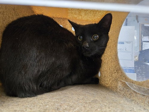 TWILIGHT, an adoptable Domestic Short Hair in Casper, WY