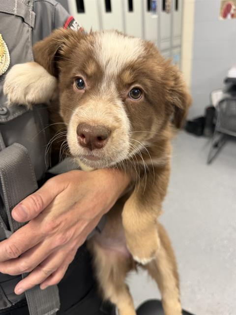 GIRL 1, an adoptable Siberian Husky in Casper, WY