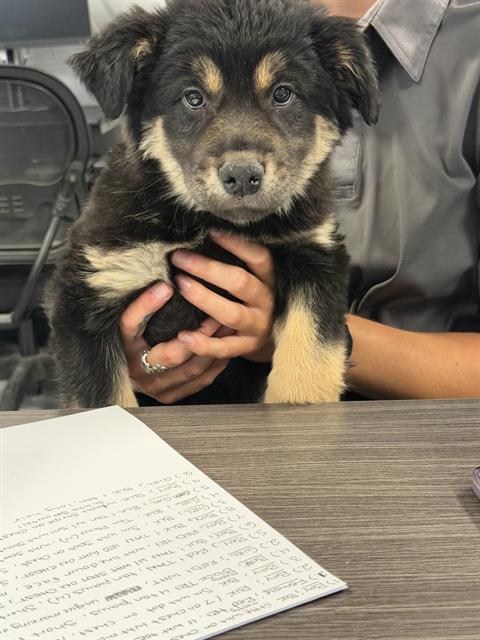 GIRL 6, an adoptable Siberian Husky in Casper, WY