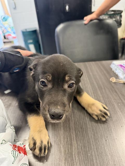 BOY 4 HAWKEYE, an adoptable Siberian Husky in Casper, WY