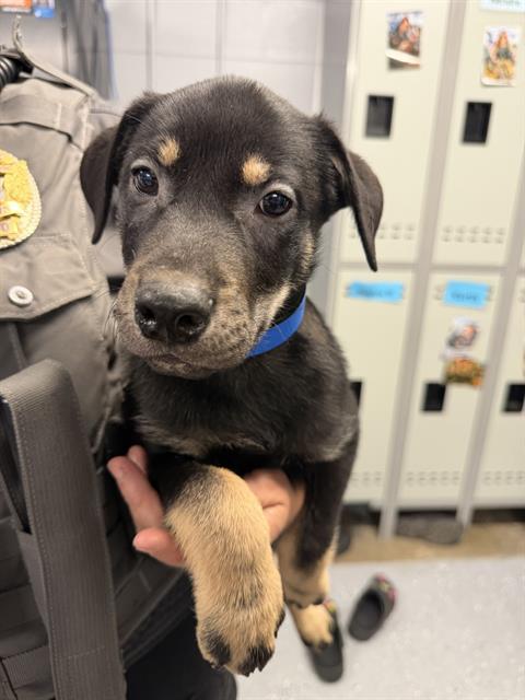 BOY 6 FLASH, an adoptable Siberian Husky in Casper, WY