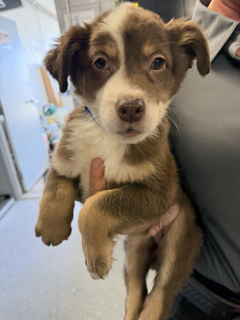 BOY 7, an adoptable Siberian Husky in Casper, WY