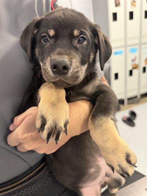 BOY 8, an adoptable Siberian Husky in Casper, WY