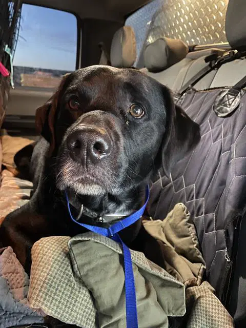 Ben - Labrador Retriever