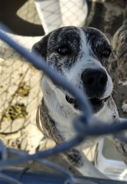 Sisu - Australian Cattle Dog/Blue Heeler