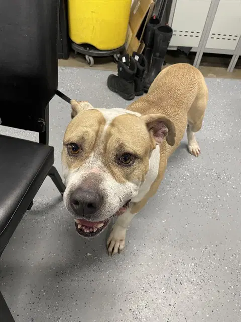 Phillip - Pit Bull Terrier