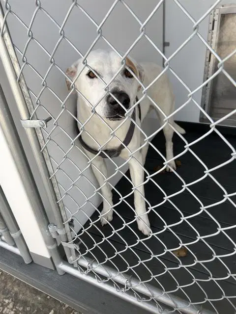 Marvin - Pit Bull Terrier