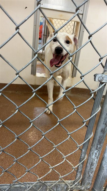 picture of the dog needing adoption