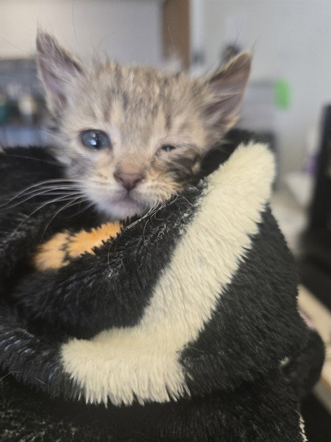 BOHDI