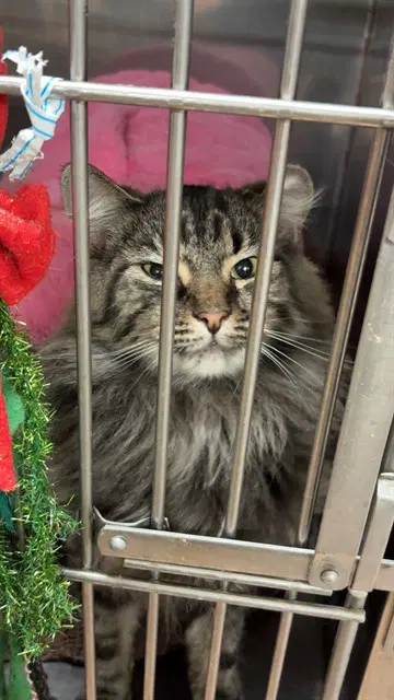 Uma - Domestic Medium Hair
