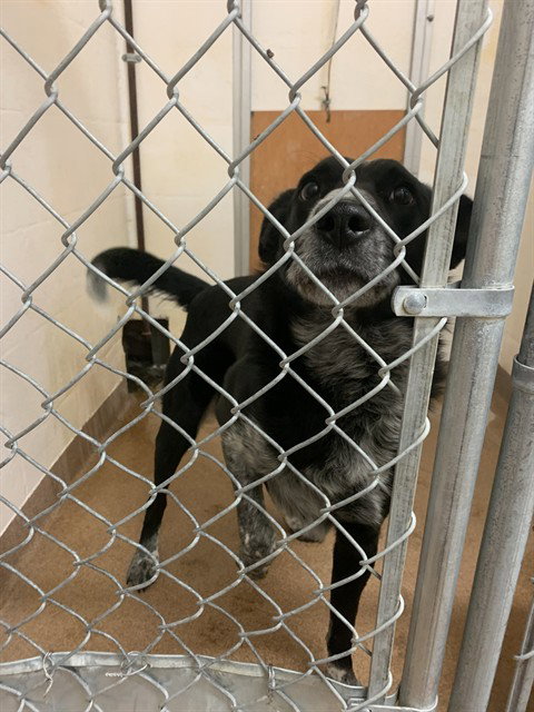 SNAPPY, an adoptable Australian Cattle Dog in Casper, WY