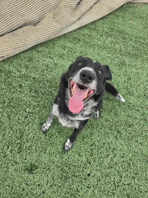 Snappy - Australian Cattle Dog/Blue Heeler