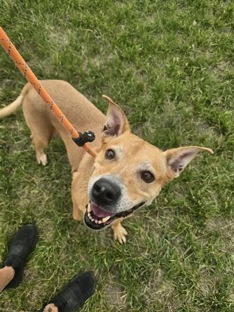 Maddie - Pit Bull Terrier