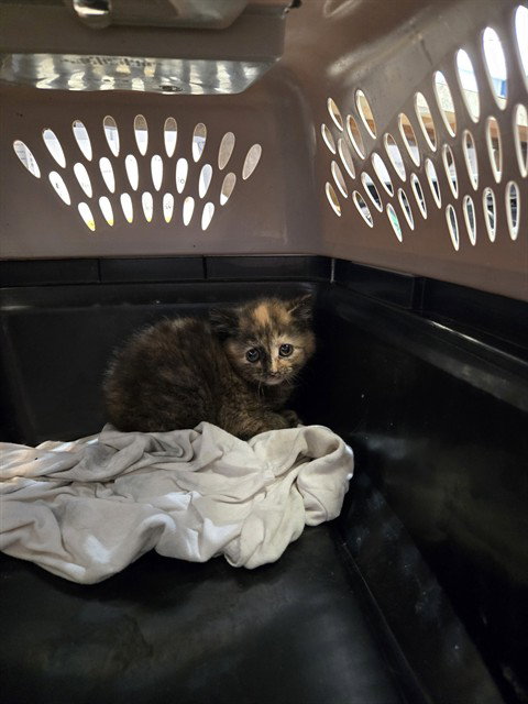 KIKI, an adoptable Domestic Short Hair in Casper, WY