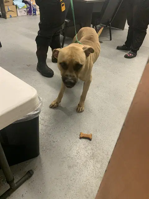 Gizmo - Pit Bull Terrier