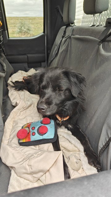 AKANE, an adoptable Border Collie in Casper, WY