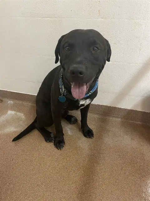 Mr Pibbles - Labrador Retriever