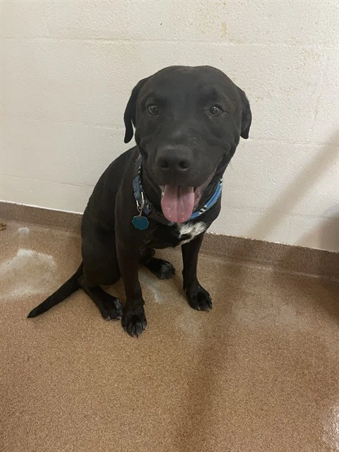 Mr Pibbles