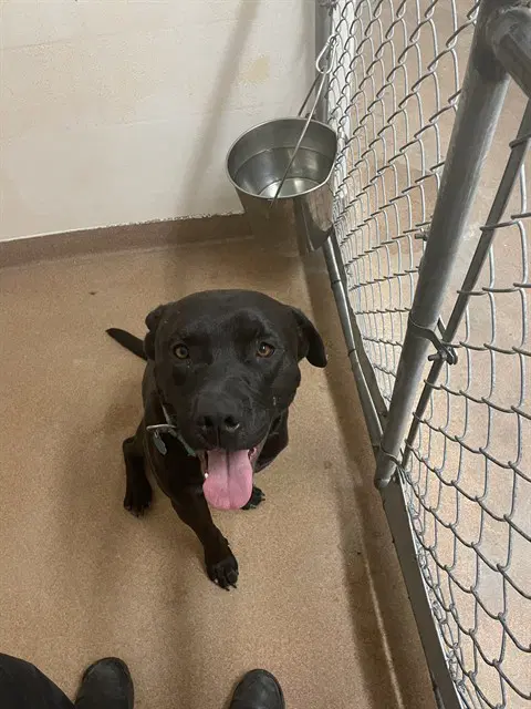 Tank - Labrador Retriever