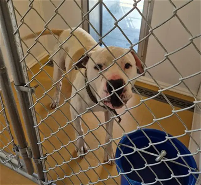 Canyon - Pit Bull Terrier
