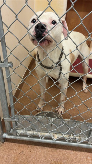 picture of the dog needing adoption