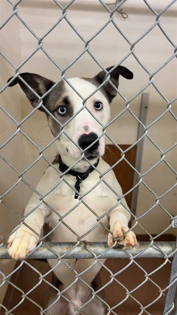 picture of the dog needing adoption
