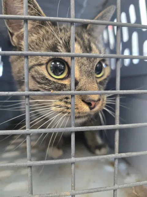 Annie - Domestic Short Hair