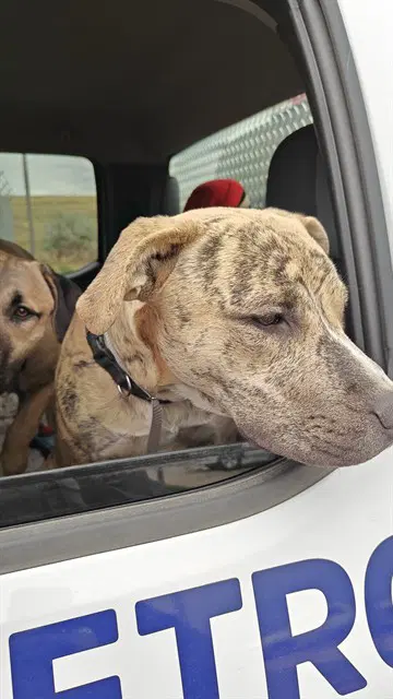 Xienna - Pit Bull Terrier