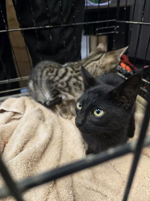 King - Domestic Short Hair