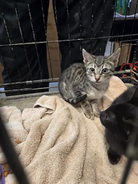 Vogue - Domestic Short Hair
