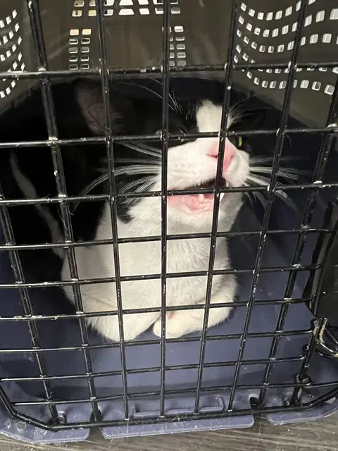 Gerald - Domestic Short Hair