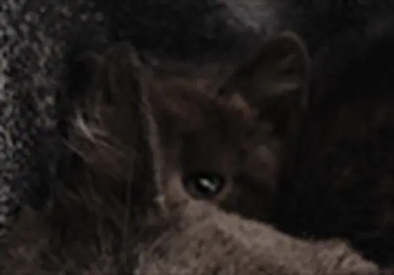 Lupe - Domestic Short Hair