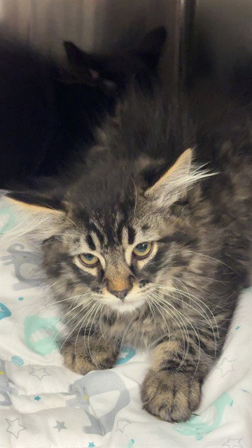 picture of the cat needing adoption