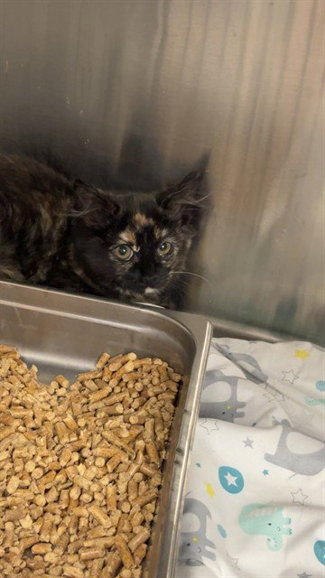 picture of the cat needing adoption