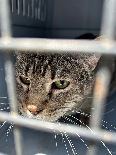 Clover - Domestic Short Hair
