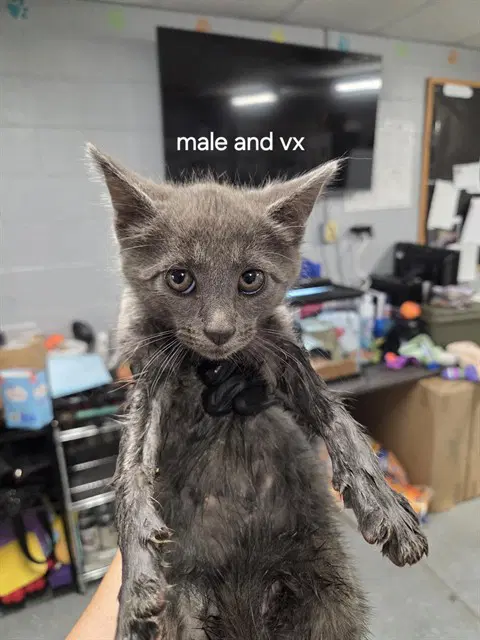 Pickle Chip - Domestic Short Hair