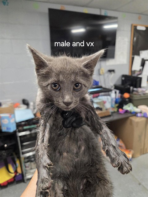 picture of the cat needing adoption