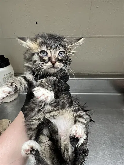 Donna - Domestic Medium Hair