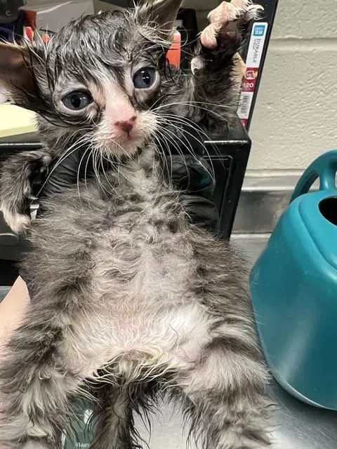 Jackie - Domestic Short Hair