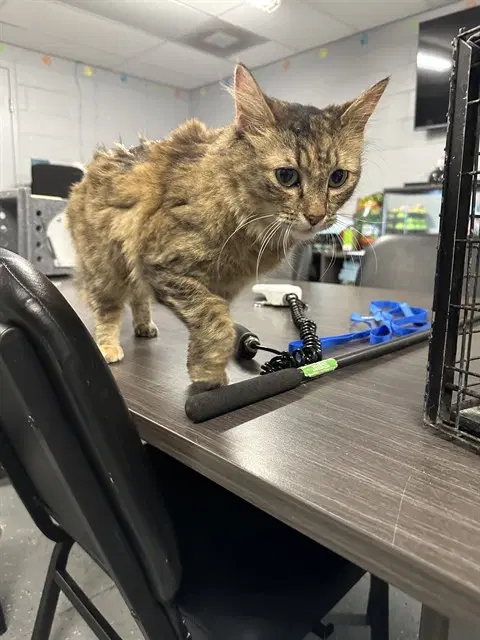 Victoria - Domestic Medium Hair