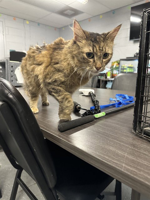 picture of the cat needing adoption