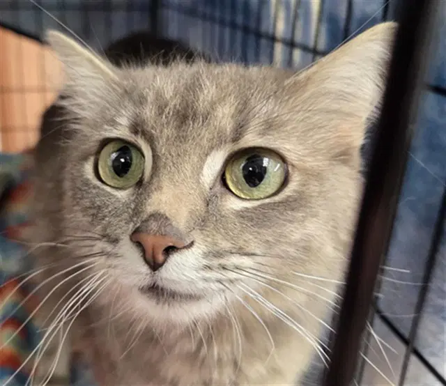 Holly - Domestic Short Hair