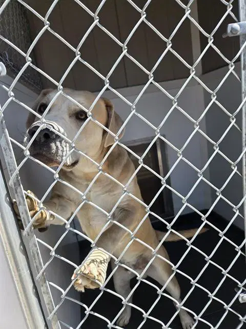 Jurassic - Labrador Retriever