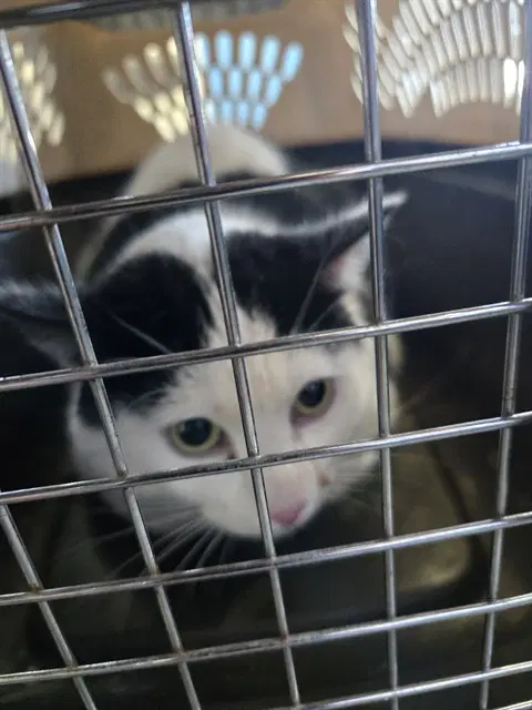 Patch - Domestic Short Hair