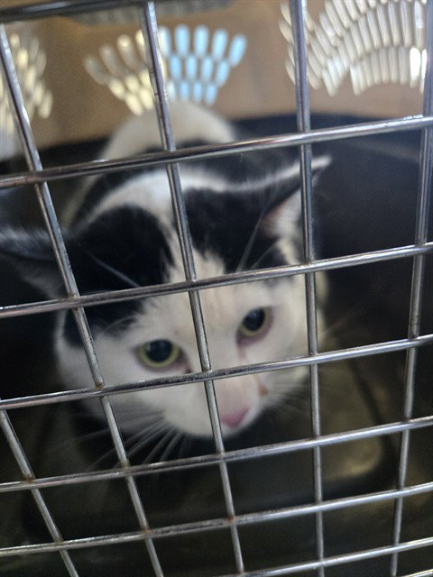 PATCH, a cat for adoption from Casper Metro Animal Control and Welfare